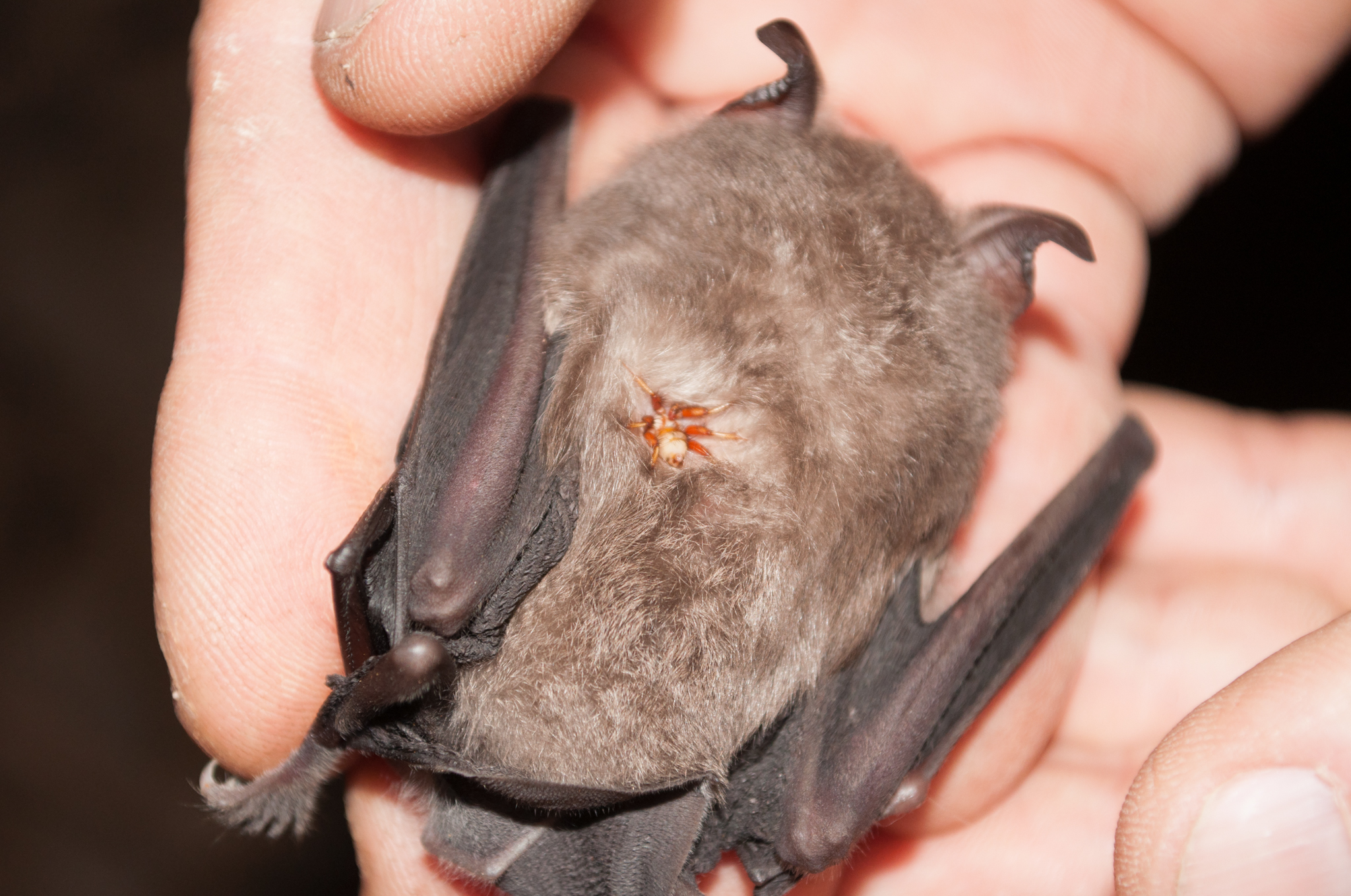 Oumatjie Cave Plettenberg Bay Rhinolophus capensis+Nycteribiidae (6)